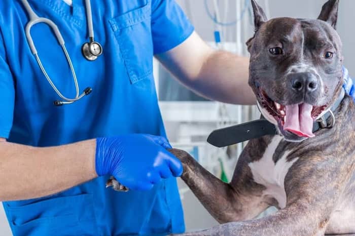 MAX-VET Przychodnia Weterynaryjna