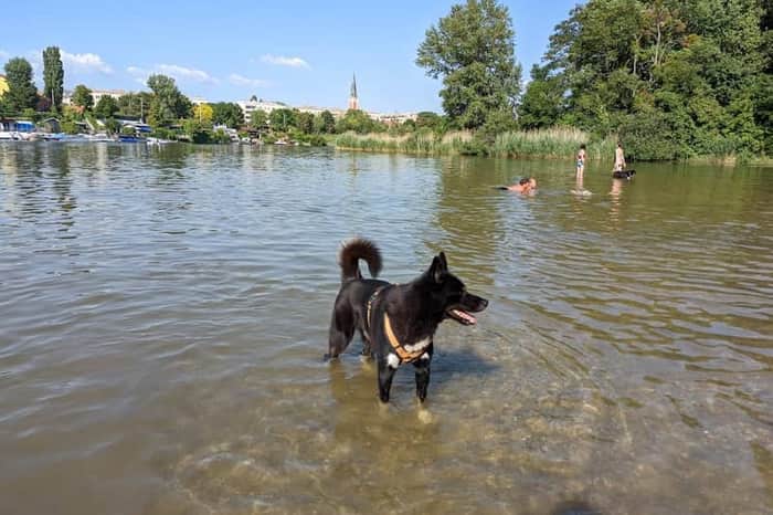 Alte Donau (Old Danube), Dog Zones