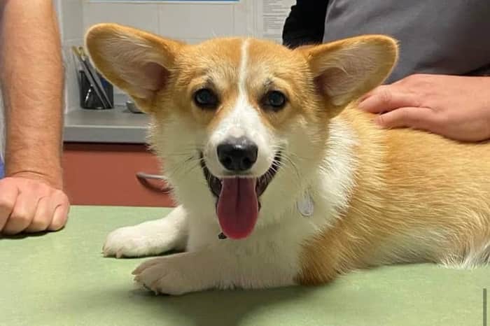 Veterinarska Ambulanta Jazine
