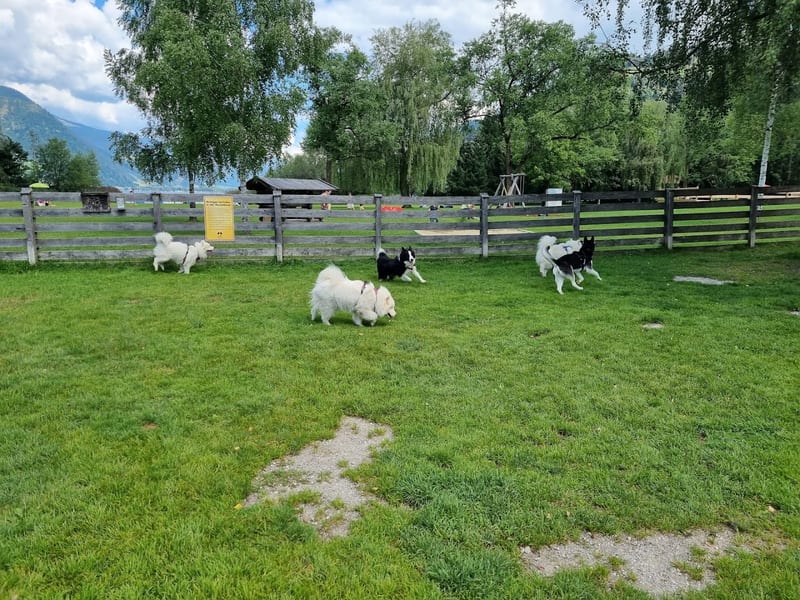 Hundezone Erlberg