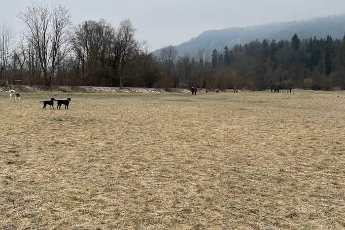 Zürichsee, Dog-Accessible Shores